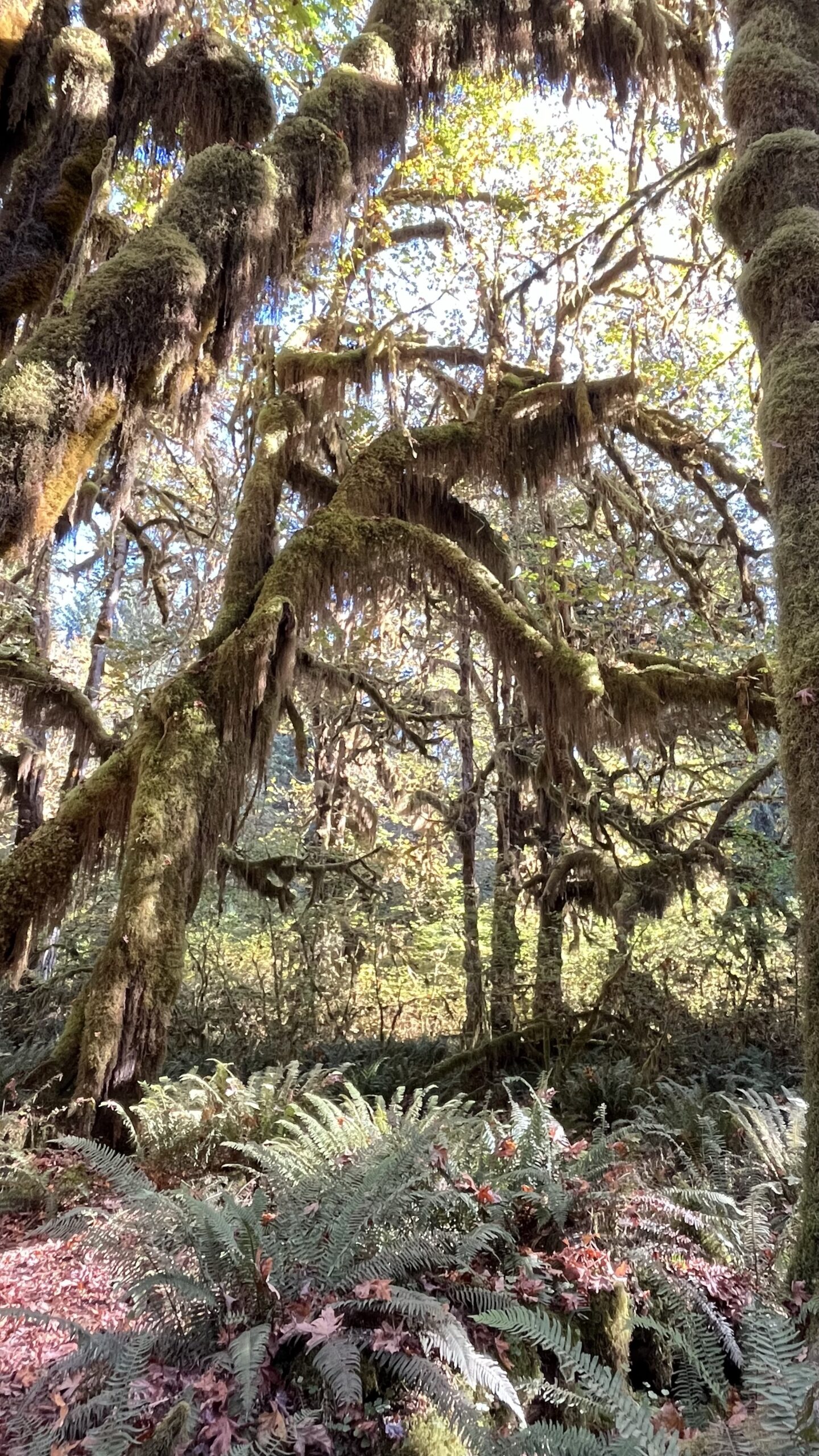 Louise Marie Taylor, Hoh Rainforest, Olympic National Park, Washington